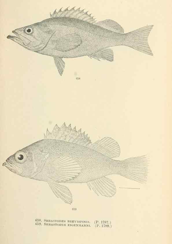 Reproducción/Reproduction 7983516687: The fishes of North and Middle America :. Washington :Smithsonian Institution, United States National Museum,1896-1900.