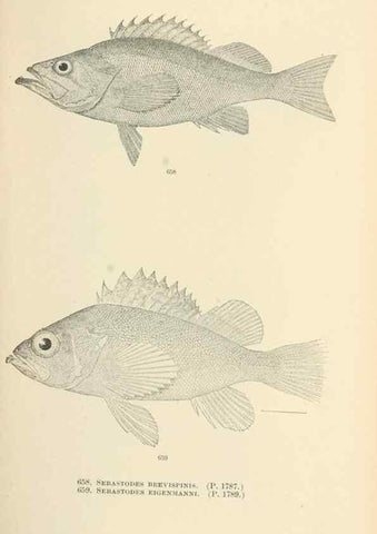 Reproducción/Reproduction 7983516687: The fishes of North and Middle America :. Washington :Smithsonian Institution, United States National Museum,1896-1900.