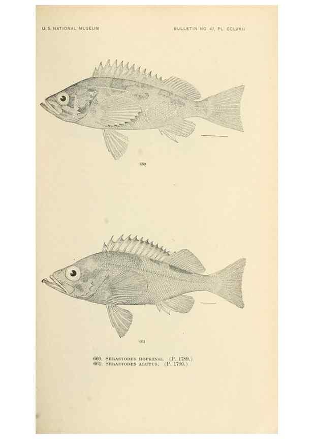 Reproducción/Reproduction 7983521770: The fishes of North and Middle America :. Washington :Smithsonian Institution, United States National Museum,1896-1900.
