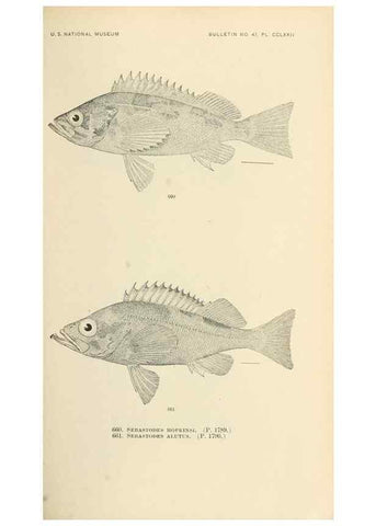 Reproducción/Reproduction 7983521770: The fishes of North and Middle America :. Washington :Smithsonian Institution, United States National Museum,1896-1900.