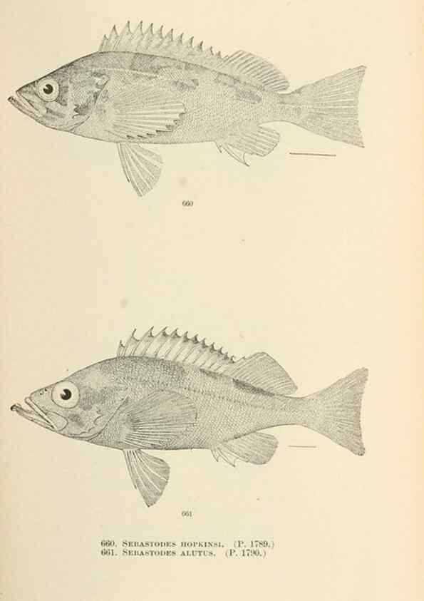 Reproducción/Reproduction 7983521770: The fishes of North and Middle America :. Washington :Smithsonian Institution, United States National Museum,1896-1900.