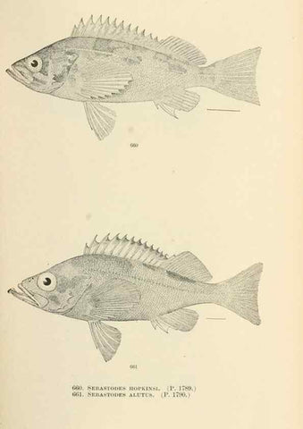 Reproducción/Reproduction 7983521770: The fishes of North and Middle America :. Washington :Smithsonian Institution, United States National Museum,1896-1900.