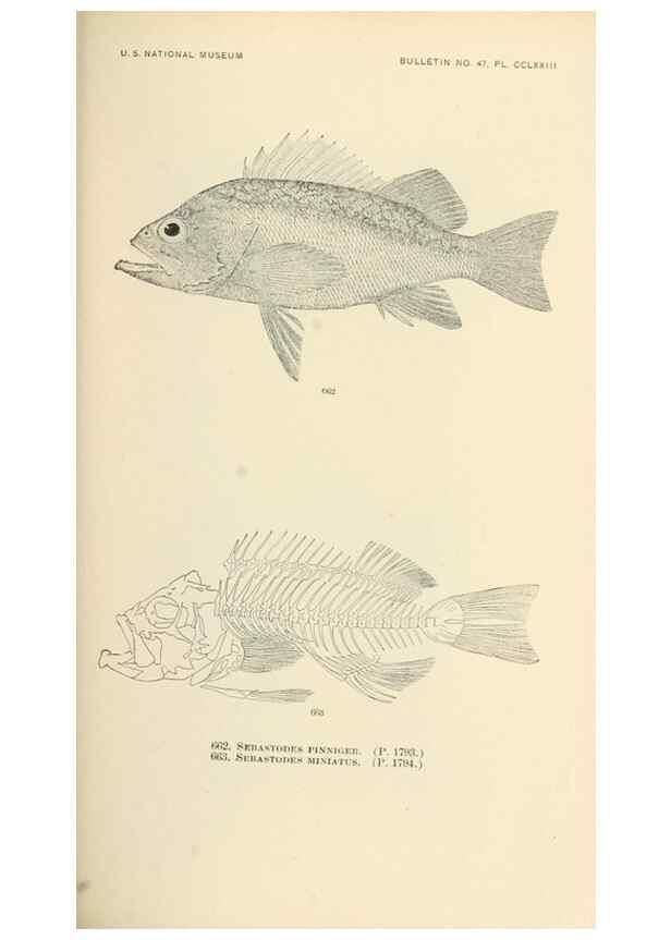 Reproducción/Reproduction 7983522322: The fishes of North and Middle America :. Washington :Smithsonian Institution, United States National Museum,1896-1900.