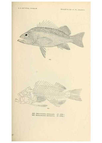 Reproducción/Reproduction 7983522322: The fishes of North and Middle America :. Washington :Smithsonian Institution, United States National Museum,1896-1900.