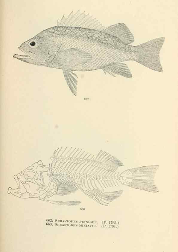 Reproducción/Reproduction 7983522322: The fishes of North and Middle America :. Washington :Smithsonian Institution, United States National Museum,1896-1900.