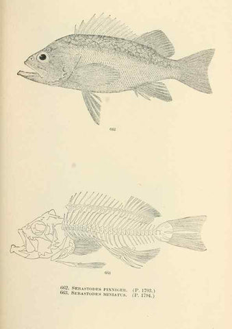 Reproducción/Reproduction 7983522322: The fishes of North and Middle America :. Washington :Smithsonian Institution, United States National Museum,1896-1900.