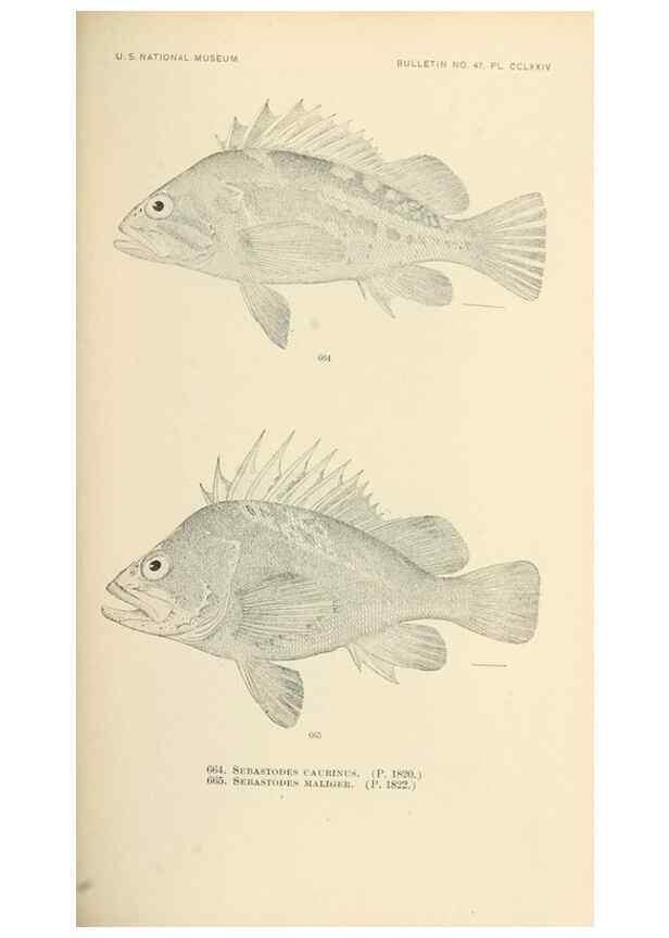 Reproducción/Reproduction 7983518391: The fishes of North and Middle America :. Washington :Smithsonian Institution, United States National Museum,1896-1900.