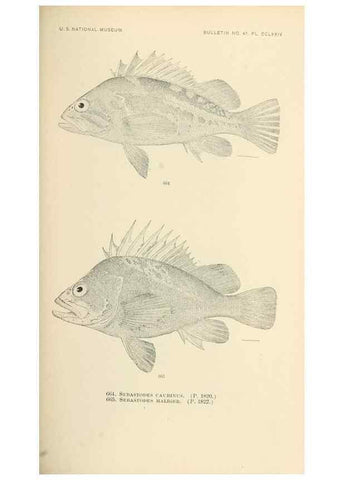 Reproducción/Reproduction 7983518391: The fishes of North and Middle America :. Washington :Smithsonian Institution, United States National Museum,1896-1900.