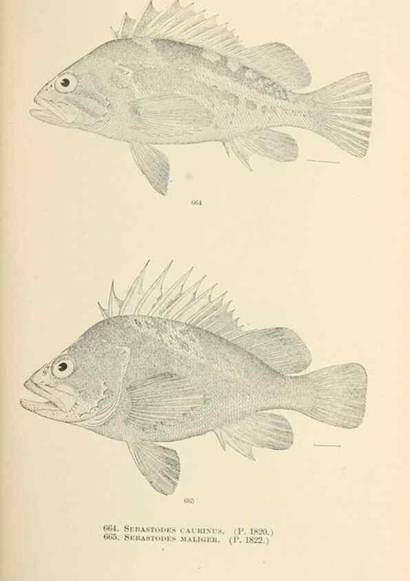 Reproducción/Reproduction 7983518391: The fishes of North and Middle America :. Washington :Smithsonian Institution, United States National Museum,1896-1900.