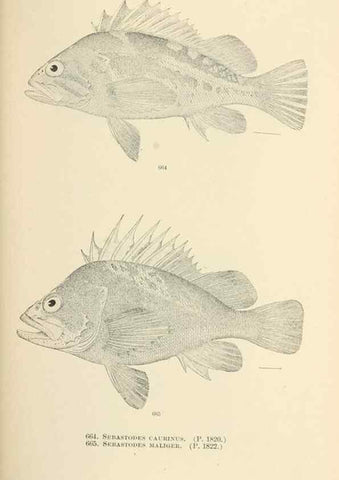 Reproducción/Reproduction 7983518391: The fishes of North and Middle America :. Washington :Smithsonian Institution, United States National Museum,1896-1900.