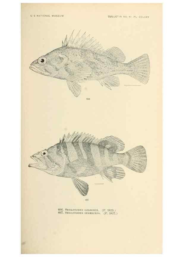 Reproducción/Reproduction 7983523360: The fishes of North and Middle America :. Washington :Smithsonian Institution, United States National Museum,1896-1900.