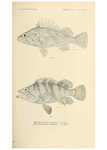 Reproducción/Reproduction 7983523360: The fishes of North and Middle America :. Washington :Smithsonian Institution, United States National Museum,1896-1900.
