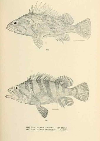 Reproducción/Reproduction 7983523360: The fishes of North and Middle America :. Washington :Smithsonian Institution, United States National Museum,1896-1900.