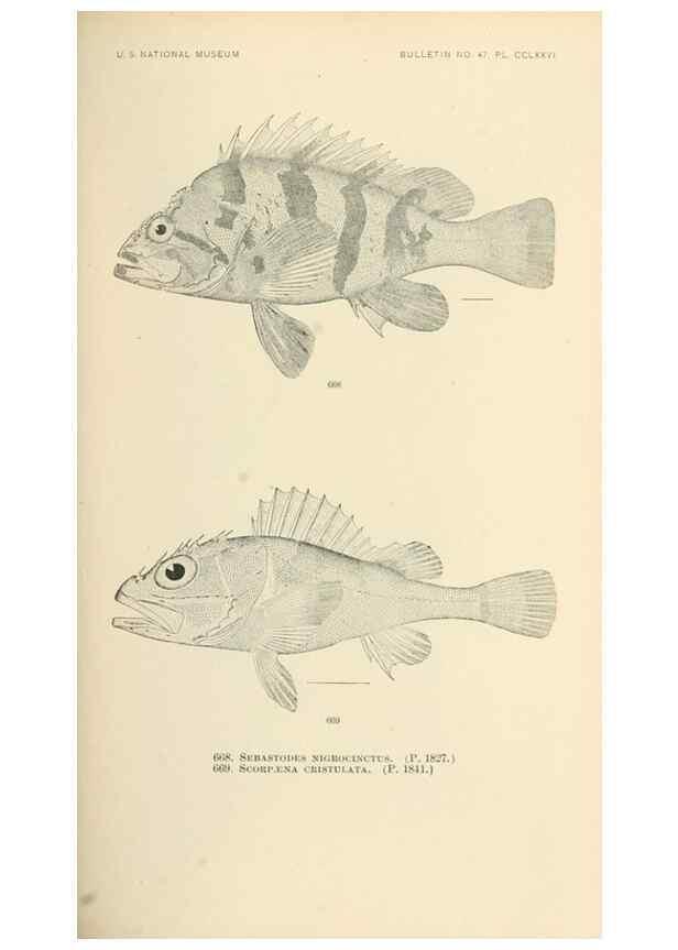 Reproducción/Reproduction 7983523838: The fishes of North and Middle America :. Washington :Smithsonian Institution, United States National Museum,1896-1900.