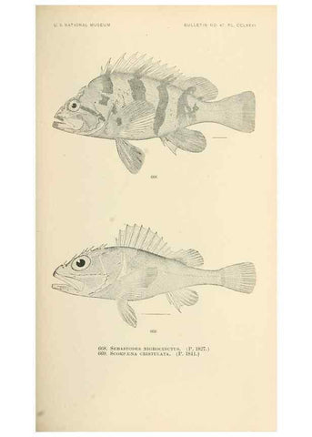 Reproducción/Reproduction 7983523838: The fishes of North and Middle America :. Washington :Smithsonian Institution, United States National Museum,1896-1900.