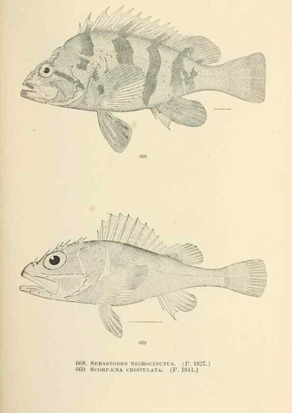 Reproducción/Reproduction 7983523838: The fishes of North and Middle America :. Washington :Smithsonian Institution, United States National Museum,1896-1900.