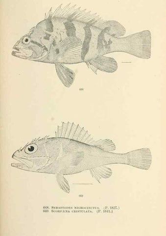 Reproducción/Reproduction 7983523838: The fishes of North and Middle America :. Washington :Smithsonian Institution, United States National Museum,1896-1900.