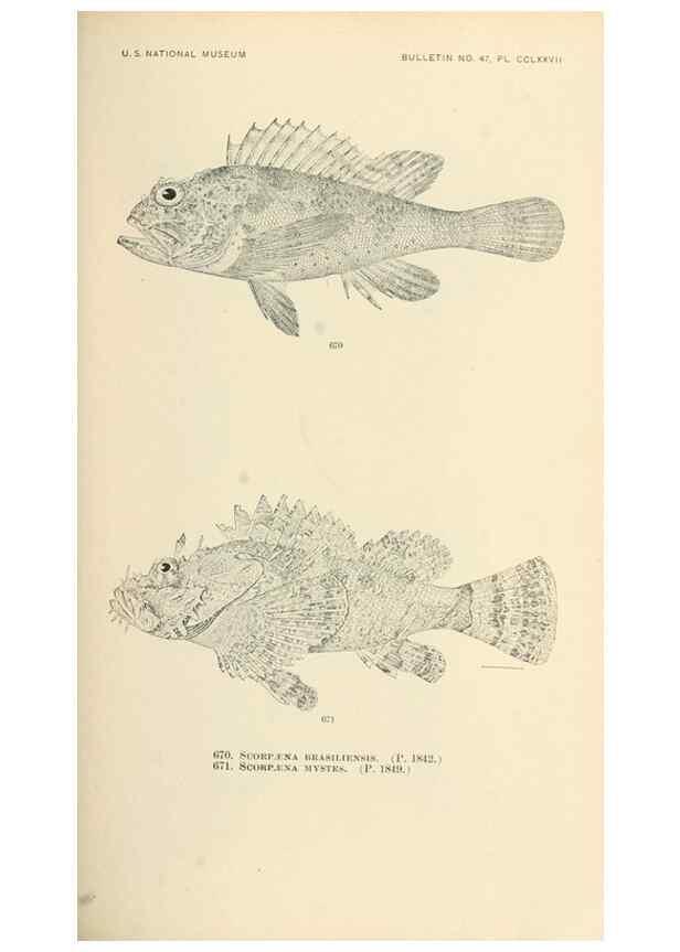 Reproducción/Reproduction 7983519951: The fishes of North and Middle America :. Washington :Smithsonian Institution, United States National Museum,1896-1900.