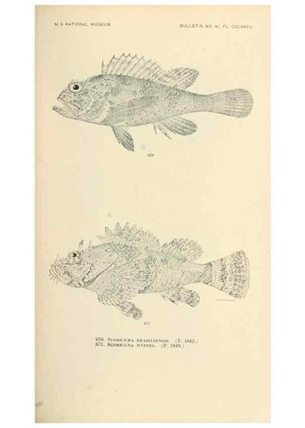 Reproducción/Reproduction 7983519951: The fishes of North and Middle America :. Washington :Smithsonian Institution, United States National Museum,1896-1900.