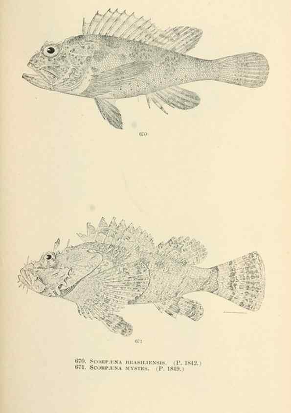 Reproducción/Reproduction 7983519951: The fishes of North and Middle America :. Washington :Smithsonian Institution, United States National Museum,1896-1900.