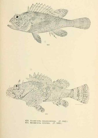 Reproducción/Reproduction 7983519951: The fishes of North and Middle America :. Washington :Smithsonian Institution, United States National Museum,1896-1900.