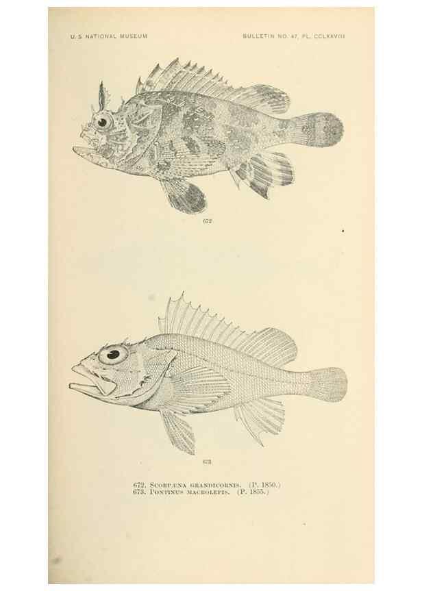 Reproducción/Reproduction 7983520515: The fishes of North and Middle America :. Washington :Smithsonian Institution, United States National Museum,1896-1900.