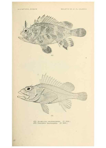 Reproducción/Reproduction 7983520515: The fishes of North and Middle America :. Washington :Smithsonian Institution, United States National Museum,1896-1900.