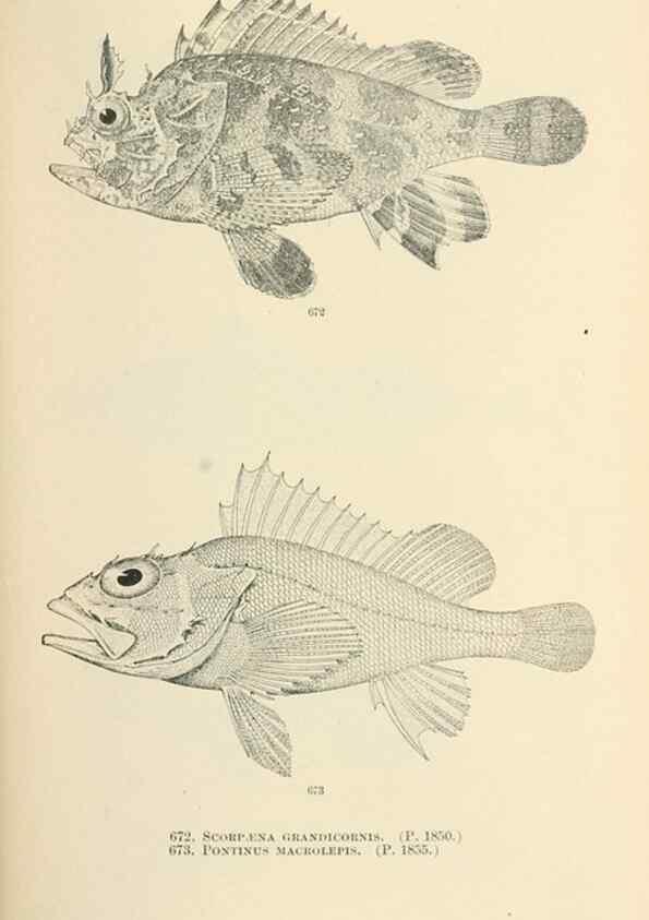 Reproducción/Reproduction 7983520515: The fishes of North and Middle America :. Washington :Smithsonian Institution, United States National Museum,1896-1900.