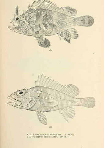 Reproducción/Reproduction 7983520515: The fishes of North and Middle America :. Washington :Smithsonian Institution, United States National Museum,1896-1900.