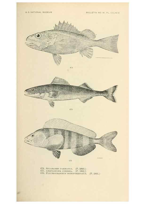 Reproducción/Reproduction 7983521085: The fishes of North and Middle America :. Washington :Smithsonian Institution, United States National Museum,1896-1900.