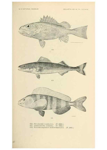 Reproducción/Reproduction 7983521085: The fishes of North and Middle America :. Washington :Smithsonian Institution, United States National Museum,1896-1900.