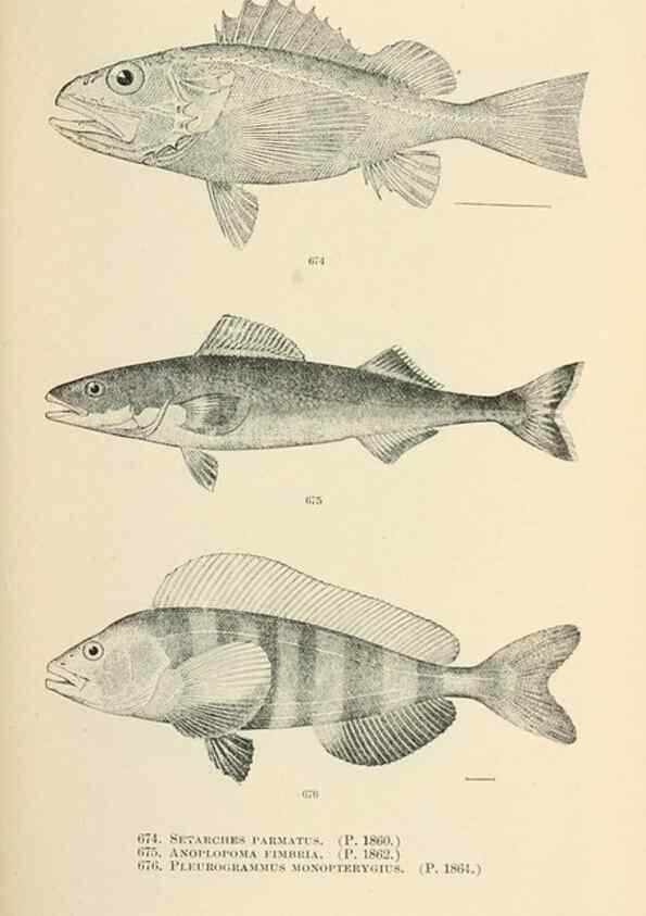 Reproducción/Reproduction 7983521085: The fishes of North and Middle America :. Washington :Smithsonian Institution, United States National Museum,1896-1900.
