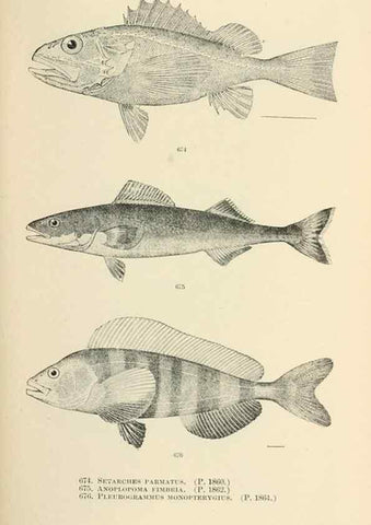 Reproducción/Reproduction 7983521085: The fishes of North and Middle America :. Washington :Smithsonian Institution, United States National Museum,1896-1900.