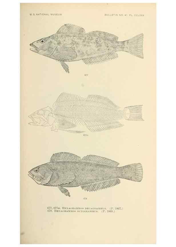 Reproducción/Reproduction 7983526082: The fishes of North and Middle America :. Washington :Smithsonian Institution, United States National Museum,1896-1900.