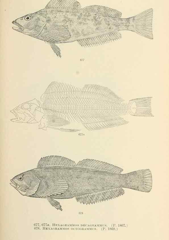 Reproducción/Reproduction 7983526082: The fishes of North and Middle America :. Washington :Smithsonian Institution, United States National Museum,1896-1900.