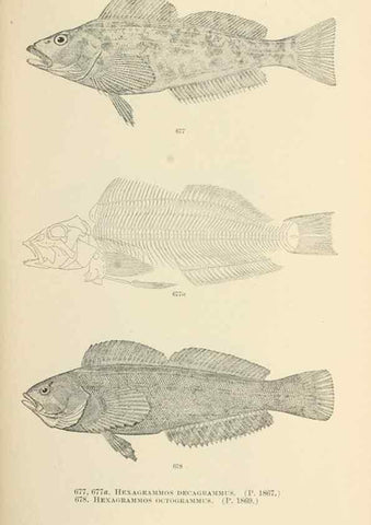 Reproducción/Reproduction 7983526082: The fishes of North and Middle America :. Washington :Smithsonian Institution, United States National Museum,1896-1900.