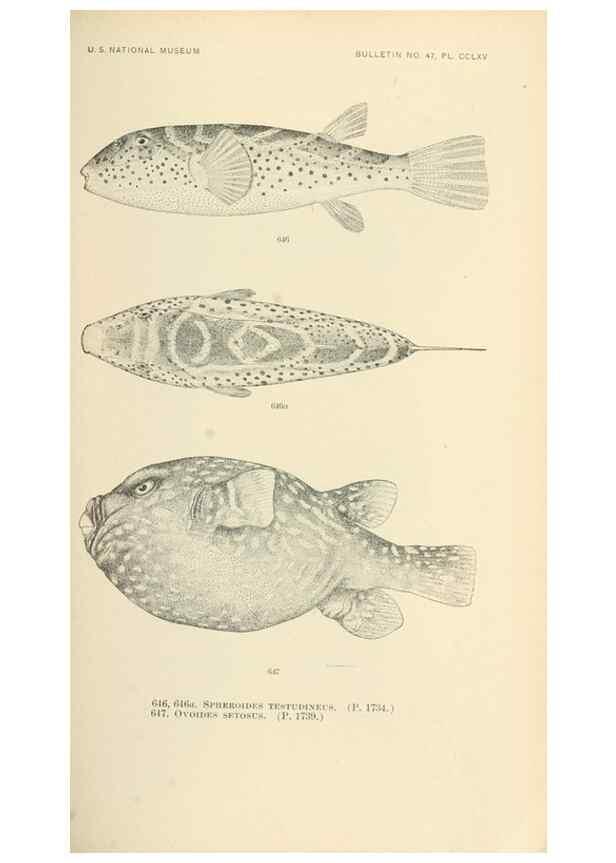 Reproducción/Reproduction 7983513081: The fishes of North and Middle America :. Washington :Smithsonian Institution, United States National Museum,1896-1900.