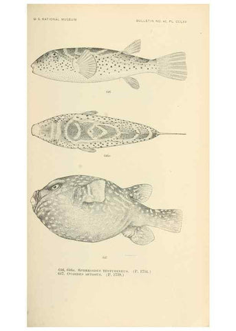 Reproducción/Reproduction 7983513081: The fishes of North and Middle America :. Washington :Smithsonian Institution, United States National Museum,1896-1900.