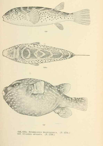 Reproducción/Reproduction 7983513081: The fishes of North and Middle America :. Washington :Smithsonian Institution, United States National Museum,1896-1900.