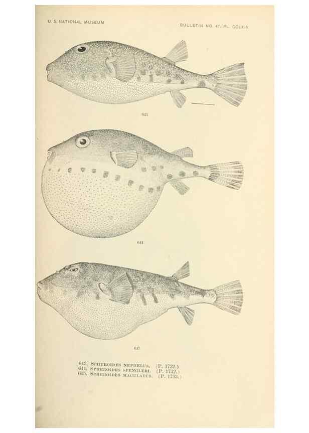 Reproducción/Reproduction 7983512399: The fishes of North and Middle America :. Washington :Smithsonian Institution, United States National Museum,1896-1900.