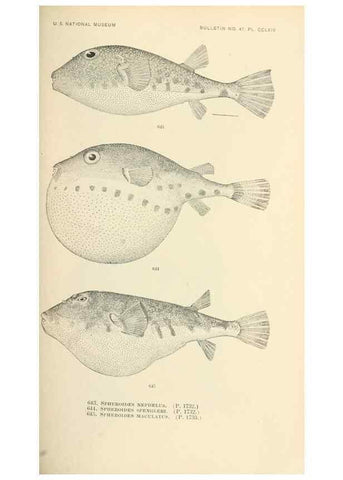 Reproducción/Reproduction 7983512399: The fishes of North and Middle America :. Washington :Smithsonian Institution, United States National Museum,1896-1900.