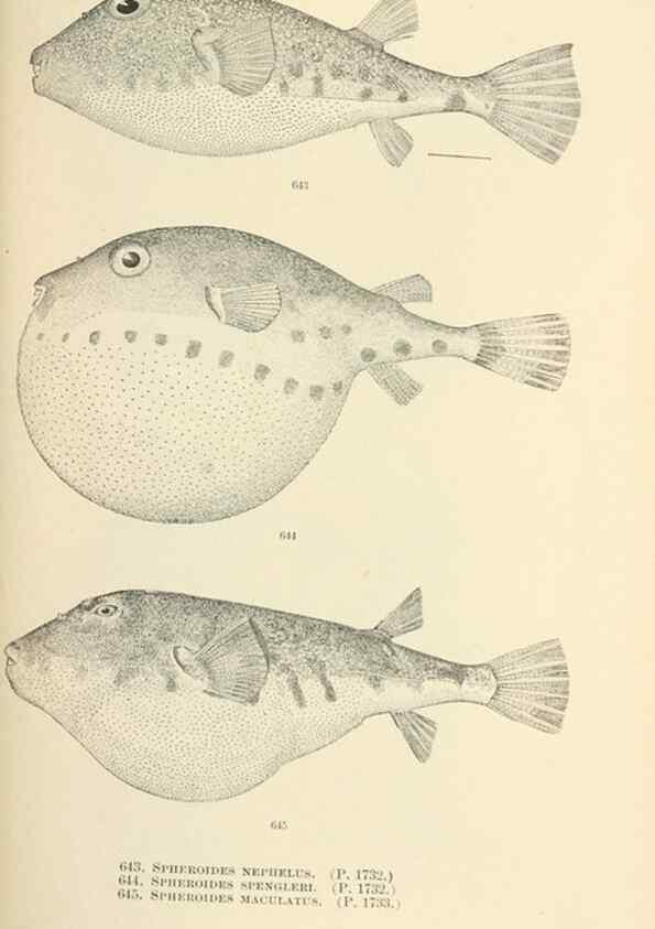 Reproducción/Reproduction 7983512399: The fishes of North and Middle America :. Washington :Smithsonian Institution, United States National Museum,1896-1900.
