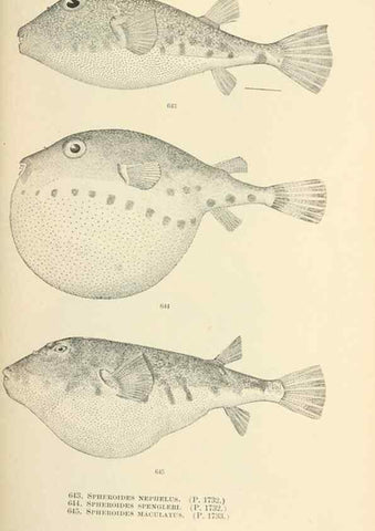 Reproducción/Reproduction 7983512399: The fishes of North and Middle America :. Washington :Smithsonian Institution, United States National Museum,1896-1900.