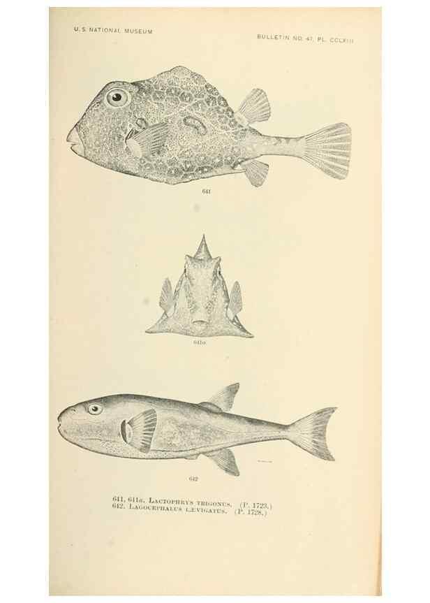 Reproducción/Reproduction 7983511751: The fishes of North and Middle America :. Washington :Smithsonian Institution, United States National Museum,1896-1900.