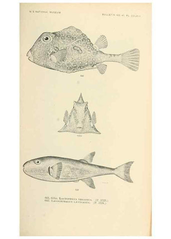 Reproducción/Reproduction 7983511751: The fishes of North and Middle America :. Washington :Smithsonian Institution, United States National Museum,1896-1900.