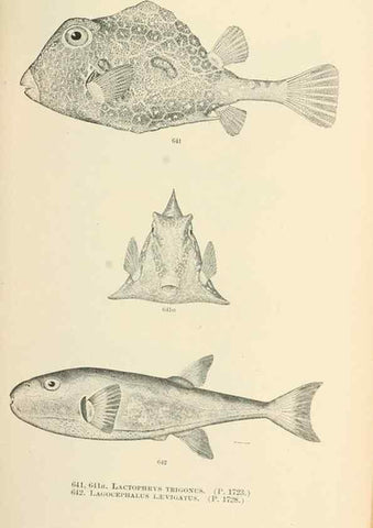 Reproducción/Reproduction 7983511751: The fishes of North and Middle America :. Washington :Smithsonian Institution, United States National Museum,1896-1900.