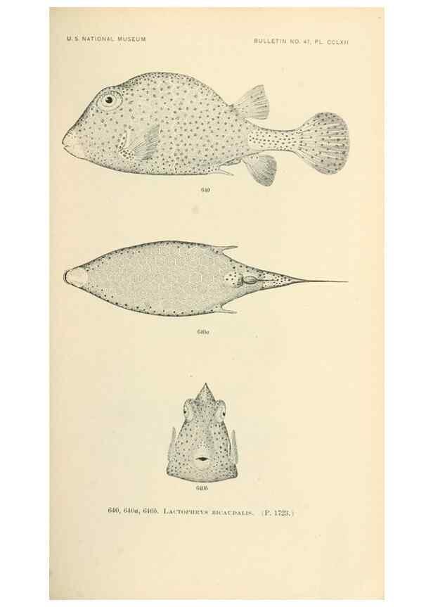 Reproducción/Reproduction 7983515826: The fishes of North and Middle America :. Washington :Smithsonian Institution, United States National Museum,1896-1900.