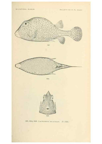 Reproducción/Reproduction 7983515826: The fishes of North and Middle America :. Washington :Smithsonian Institution, United States National Museum,1896-1900.