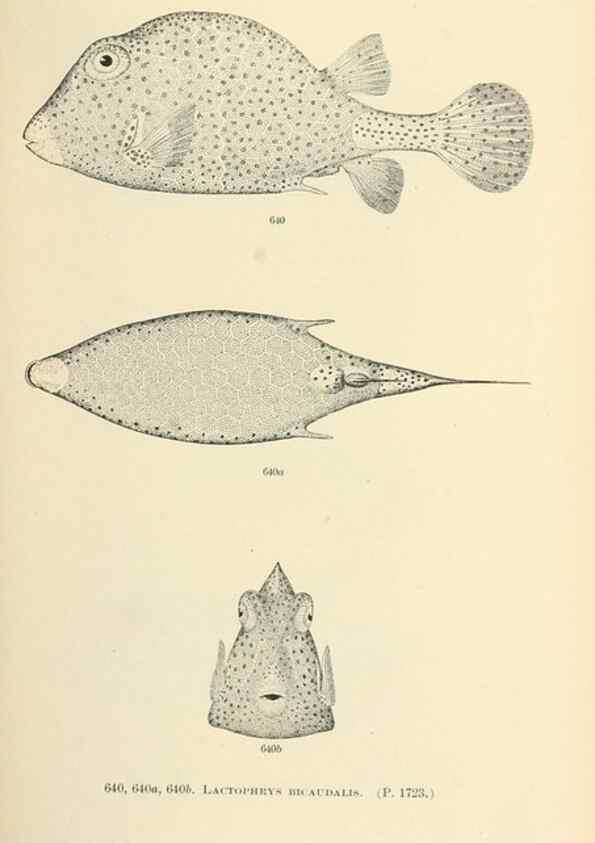 Reproducción/Reproduction 7983515826: The fishes of North and Middle America :. Washington :Smithsonian Institution, United States National Museum,1896-1900.