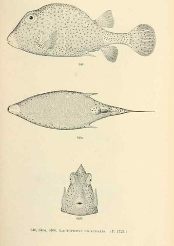 Reproducción/Reproduction 7983515826: The fishes of North and Middle America :. Washington :Smithsonian Institution, United States National Museum,1896-1900.